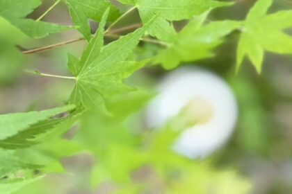 Close-up of green maple leaves with morning dew drops, capturing a moment of inner stillness and clarity. 朝露を纏った青もみじのアップ。内なる静寂と透明な瞬間を捉えたもの。