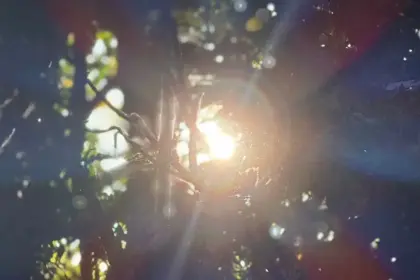 木々の後ろから輝く光 The glow radiating from behind the trees