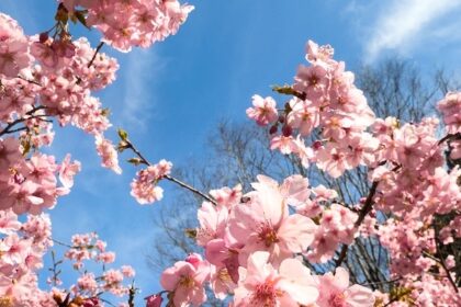Full-bloomed cherry blossoms scattered across the vast blue sky, symbolizing the resonance of life on the Blue Planet. （広大な青い空に広がる満開の桜。青い星（地球）における生命の共鳴を象徴している。）