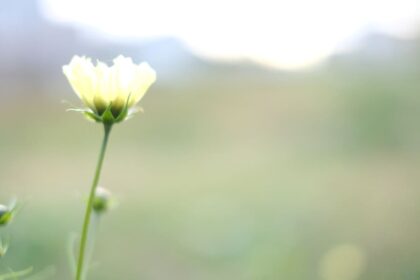 Cosmos flowers swaying in the morning sunlight, representing the healing "True Light" in Marie's poetry. （朝日に照らされて揺れる秋桜。マリエの詩にある癒やしの「真実の光」を表現している。）Healing Light