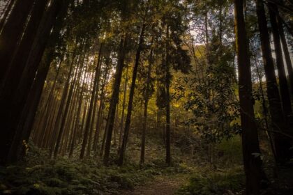 A serene, pathless forest trail where light filters through tall trees, capturing the essence of "Blue Exhale" and the journey of living one's truth. （高い木々の間から光が差し込む静かな森の道。「青い吐息」の本質と、自らの真実を生きる旅路を捉えた一枚。）