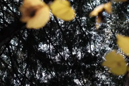 黄色の葉がわずかにのこる木