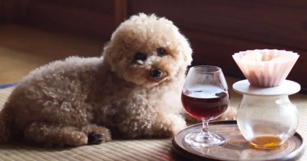 A fluffy brown dog resting on a traditional tatami mat in the soft summer light, beside a coffee set, embodying the gentle "lustrous brown" of a summer afternoon. (夏の柔らかな光の中、畳の上でくつろぐ茶色の愛犬とコーヒーセット。夏の昼下がりの穏やかな「艶やかなブラウン」を体現した一枚。)