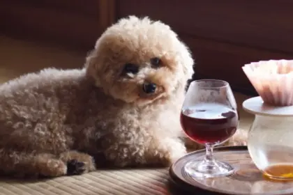 A fluffy brown dog resting on a traditional tatami mat in the soft summer light, beside a coffee set, embodying the gentle "lustrous brown" of a summer afternoon. （夏の柔らかな光の中、畳の上でくつろぐ茶色の愛犬とコーヒーセット。夏の昼下がりの穏やかな「艶やかなブラウン」を体現した一枚。）