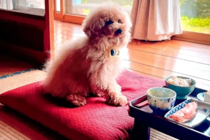 Aman, the Toy Poodle, is sitting in front of a traditional Japanese meal tray.